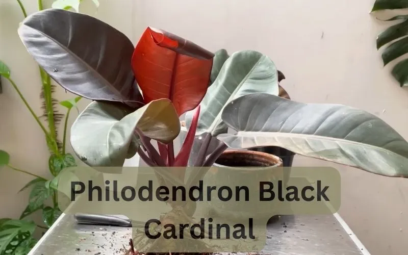 Philodendron Black Cardinal Care Guide