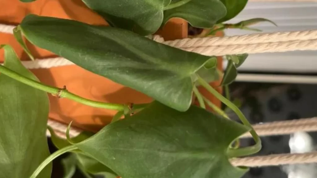 Why My Philodendron Leaves are Curling?