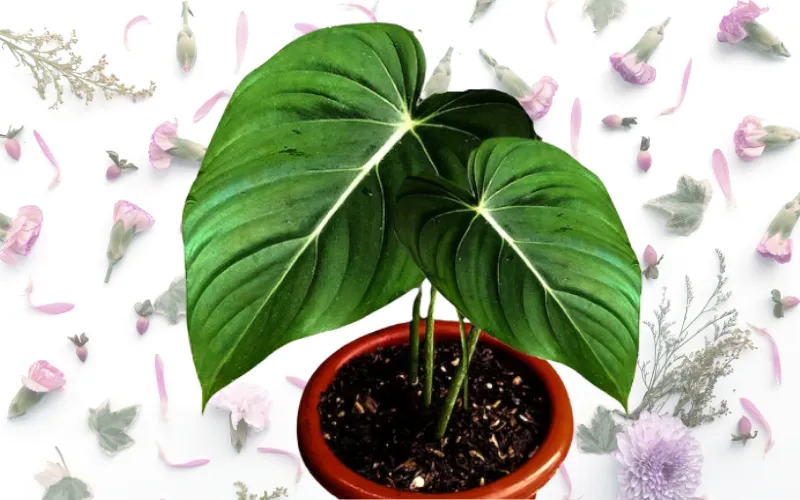 philodendron dean mcdowell plant