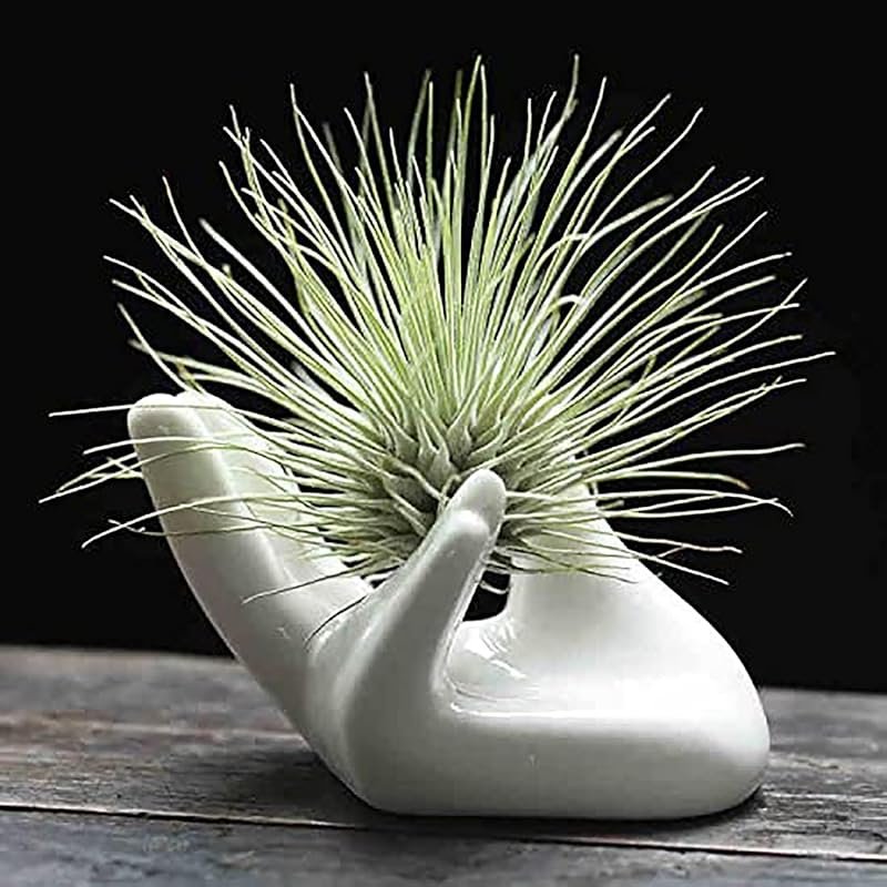 Dahey Air Plant Holder Cute Ceramic Mini Hand Shape Stand Airplants Ti