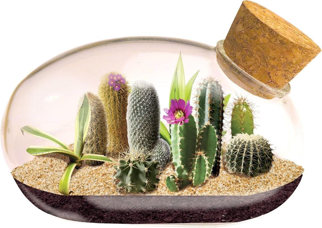 Mini Cactus Glass Terrarium Starter Kit Complete Supplies for Office o