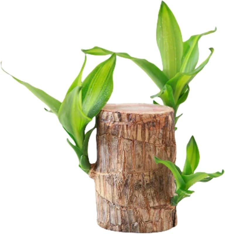 Brazilian Wood Plant,Brazilian Lucky Wood Plant for Home Office Deskto