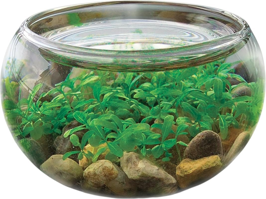 Indoor Aquascape Glass Globe Terrarium Starter Kit with Water Plants f