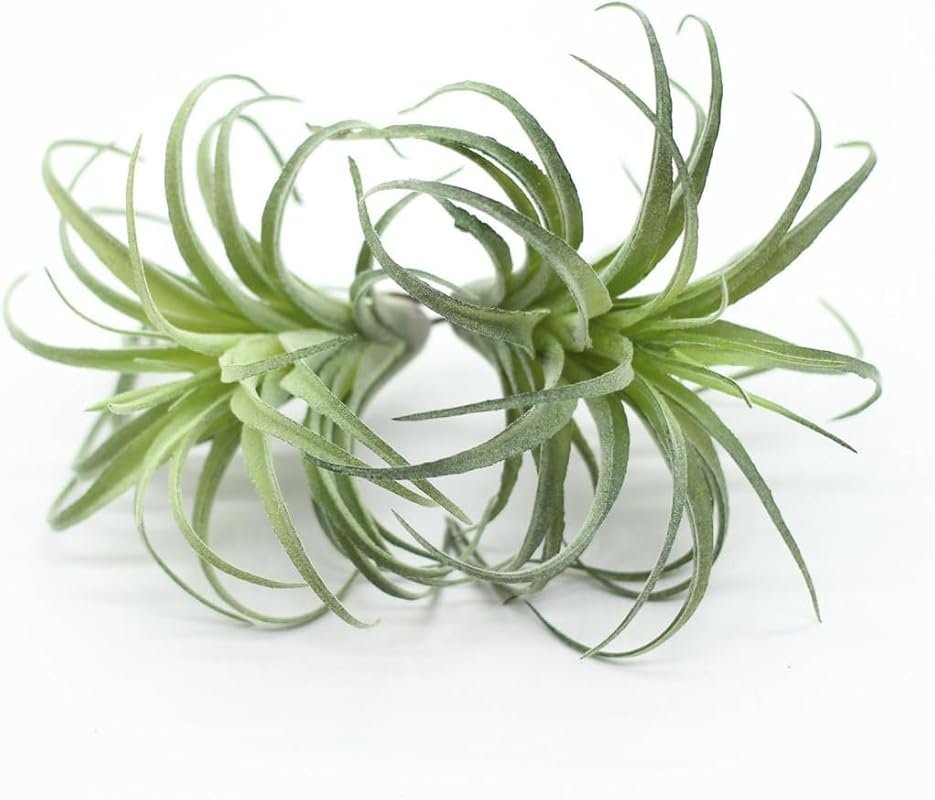 2 Pack Artificial Air Plants – Realistic Faux Tillandsia for Indoor, O