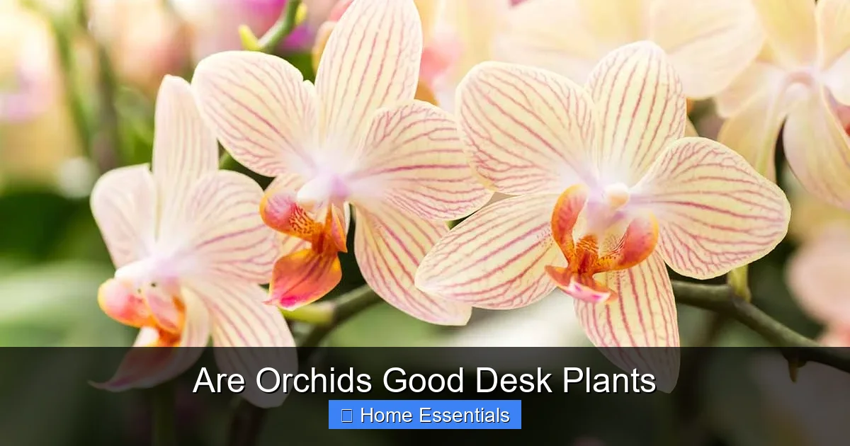 Are Orchids Good Desk Plants