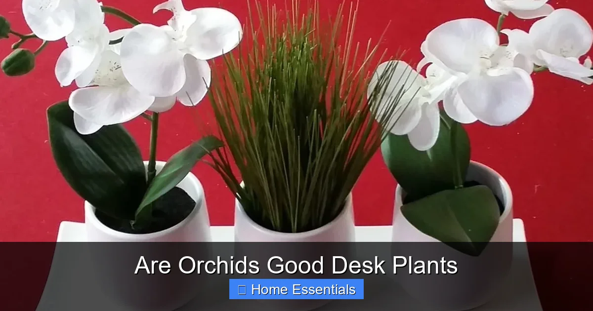 Are Orchids Good Desk Plants