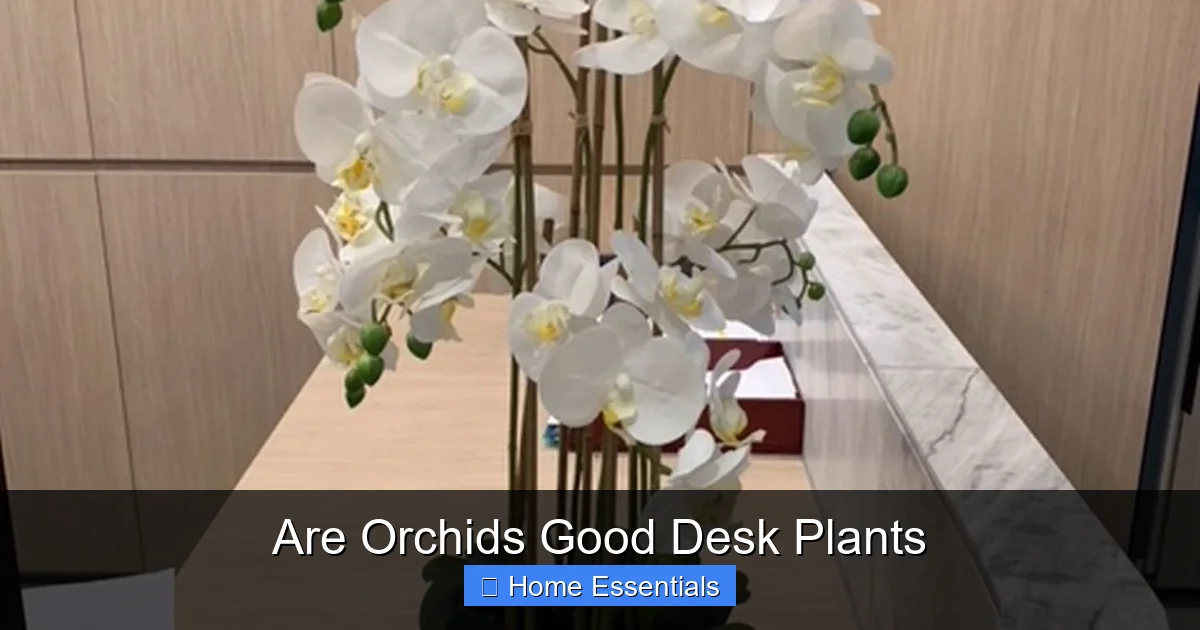 Are Orchids Good Desk Plants