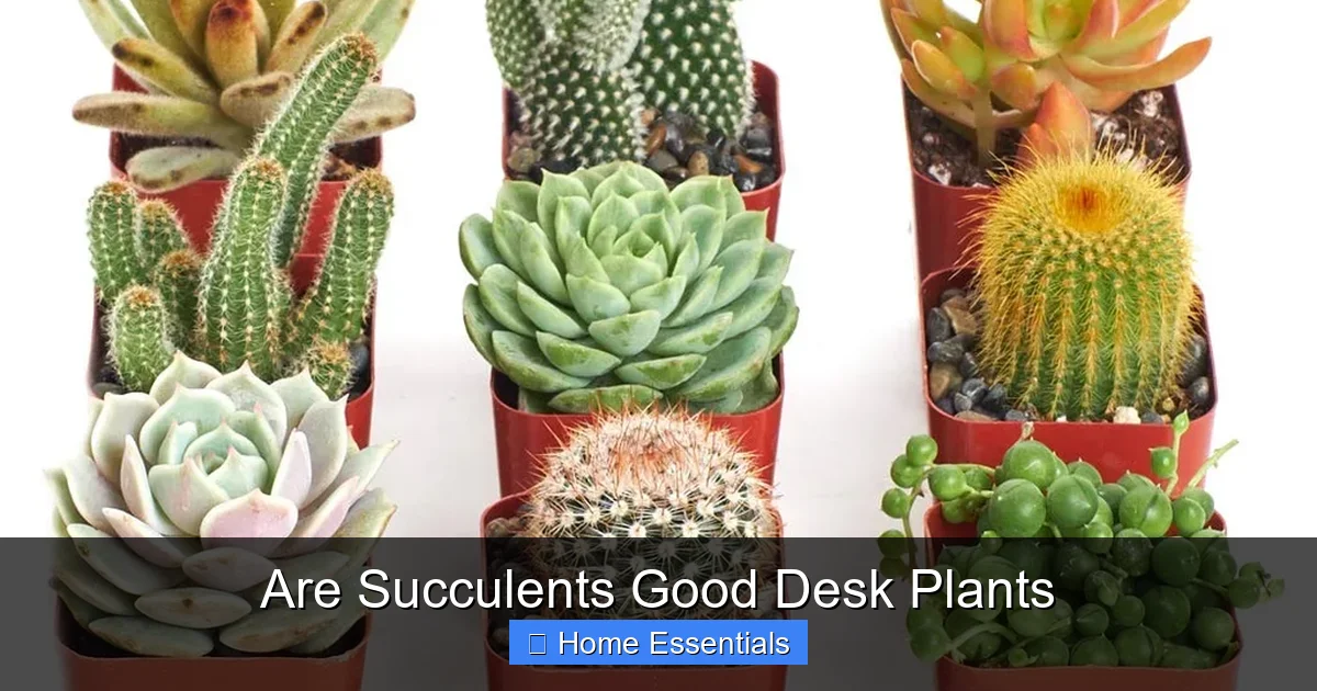 Are Succulents Good Desk Plants