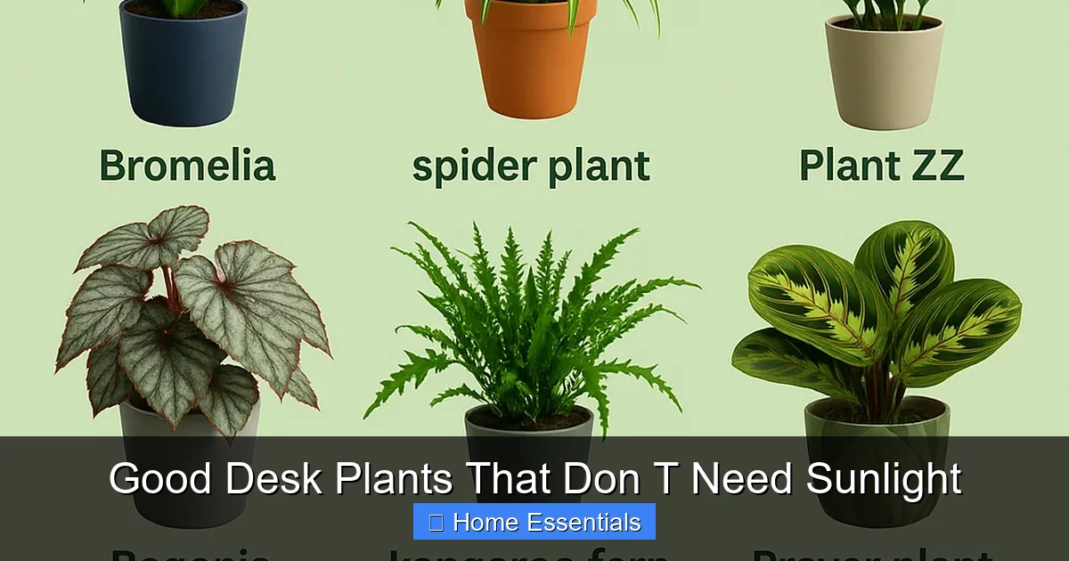 Good Desk Plants That Don T Need Sunlight