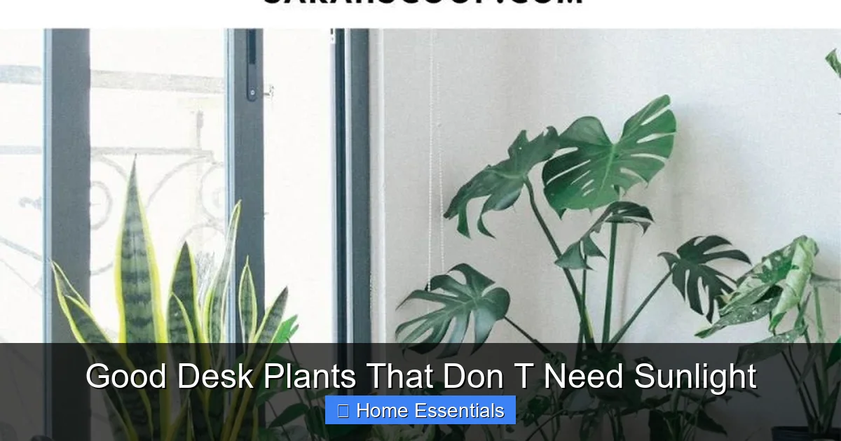 Good Desk Plants That Don T Need Sunlight