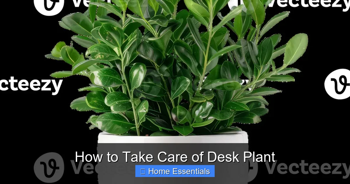 How to Take Care of Desk Plant