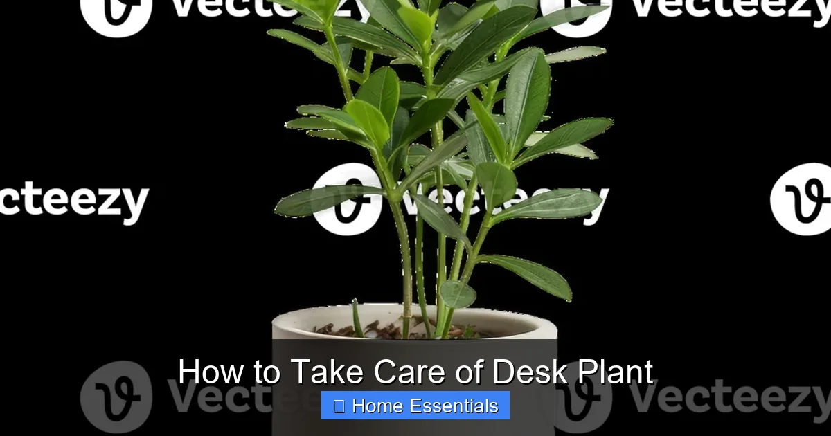 How to Take Care of Desk Plant
