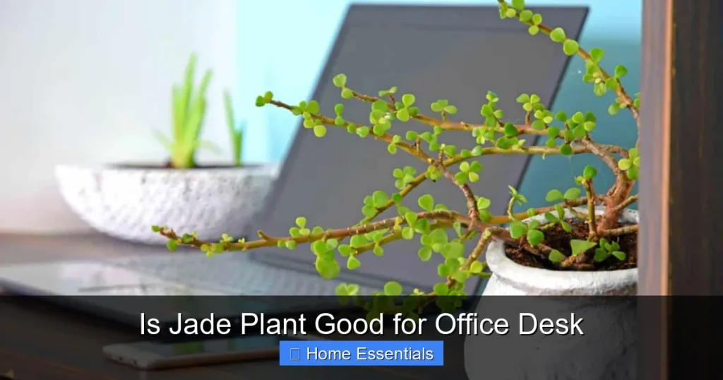 Is Jade Plant Good for Office Desk