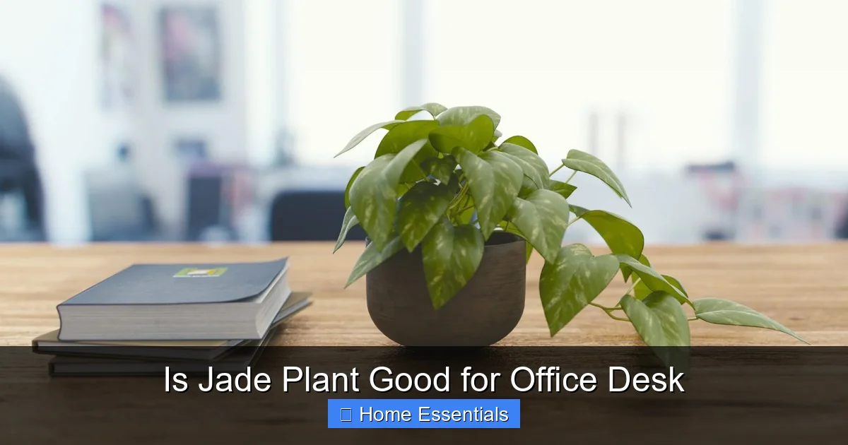Is Jade Plant Good for Office Desk