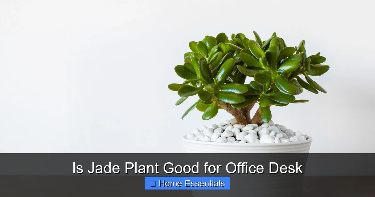 Is Jade Plant Good for Office Desk