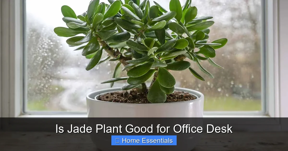 Is Jade Plant Good for Office Desk