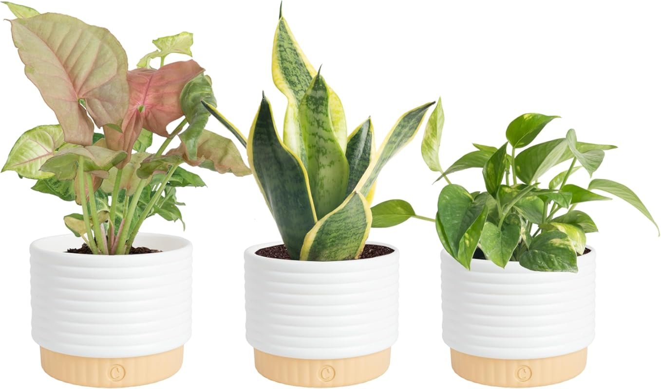 Costa Farms Live Indoor Plants - Pack of 3 Easy Care Air Purifying Hou