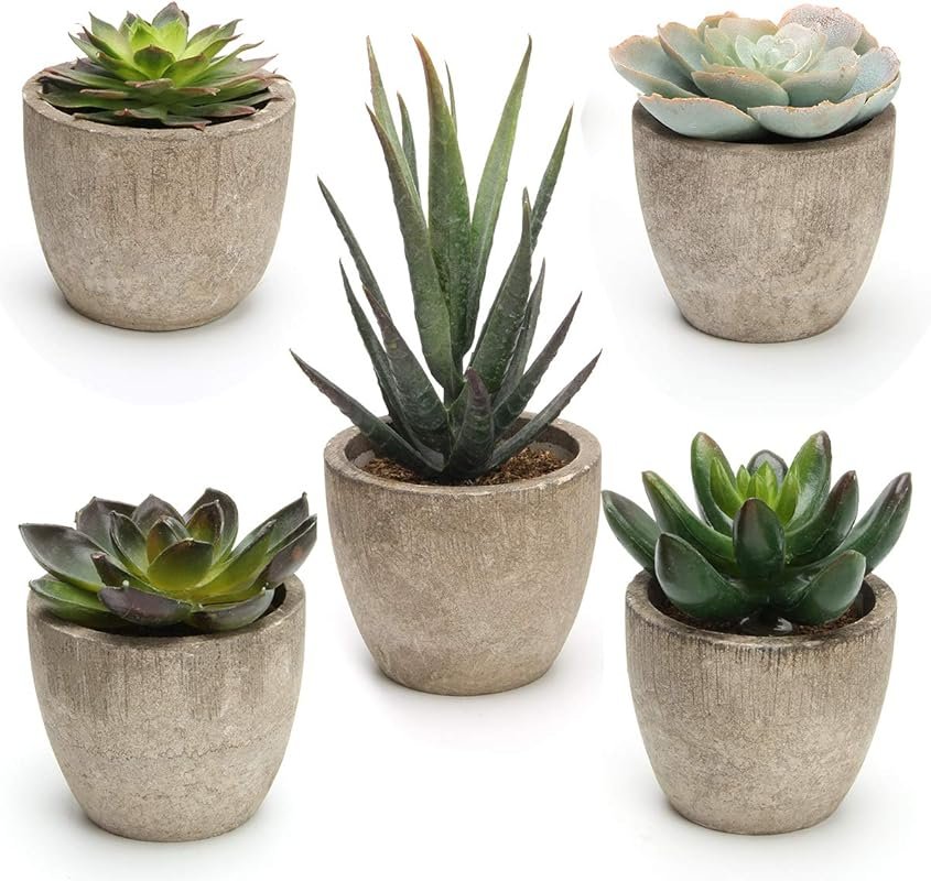 Coitak 5-Piece Artificial Succulent Plants in Pots for Home & Office D
