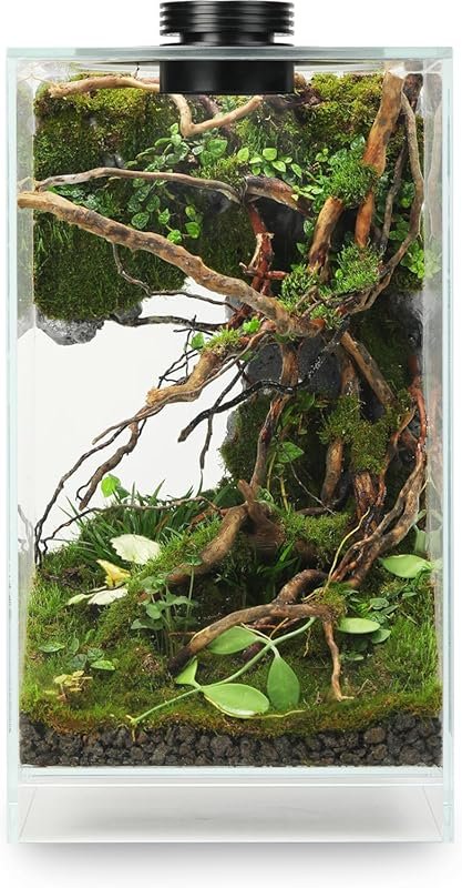 Desktop Glass Terrarium with Time-Controlled Grow Light for Succulents