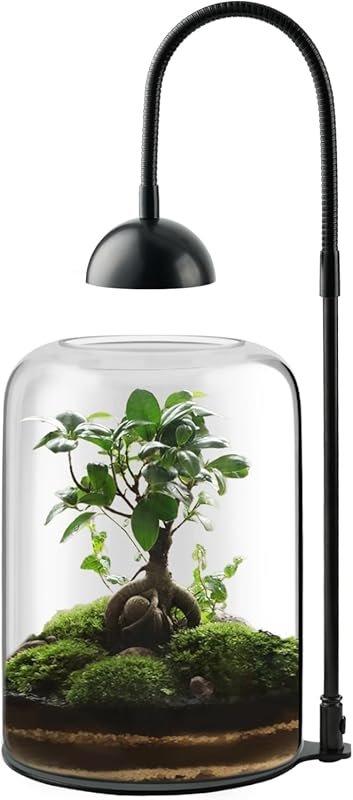Glass Terrarium with LED Light and Ventilation for Venus Fly Trap, Suc
