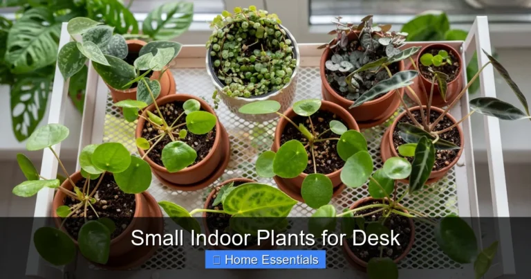 Small Indoor Plants for Desk