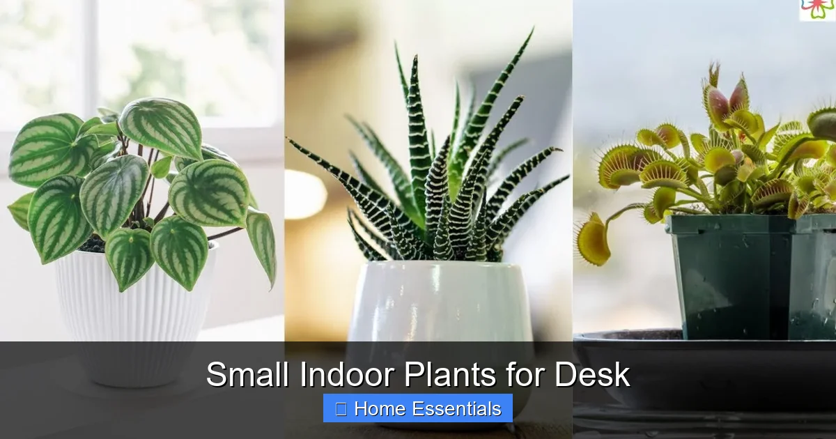 Small Indoor Plants for Desk