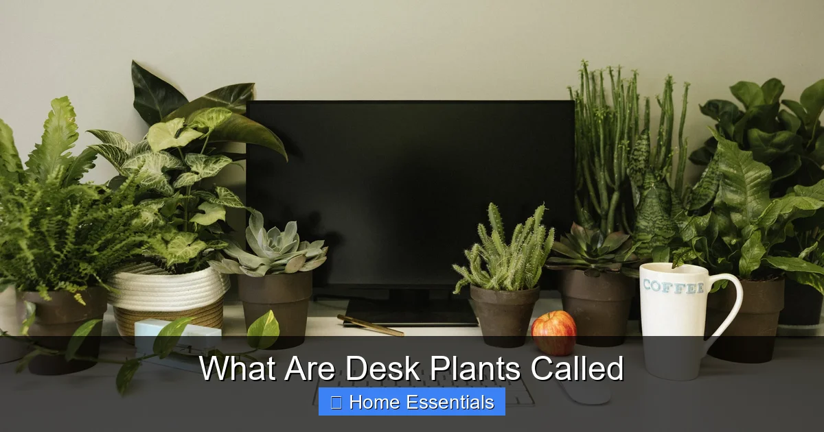 What Are Desk Plants Called