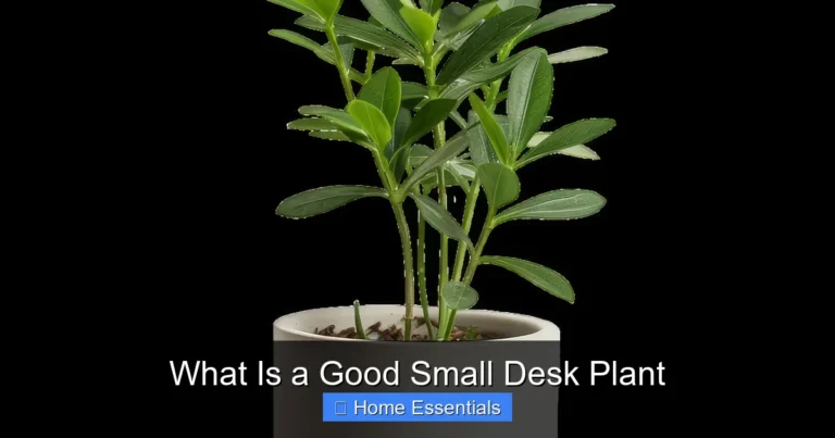 What Is a Good Small Desk Plant