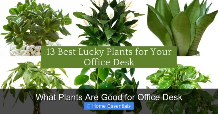 What Plants Are Good for Office Desk