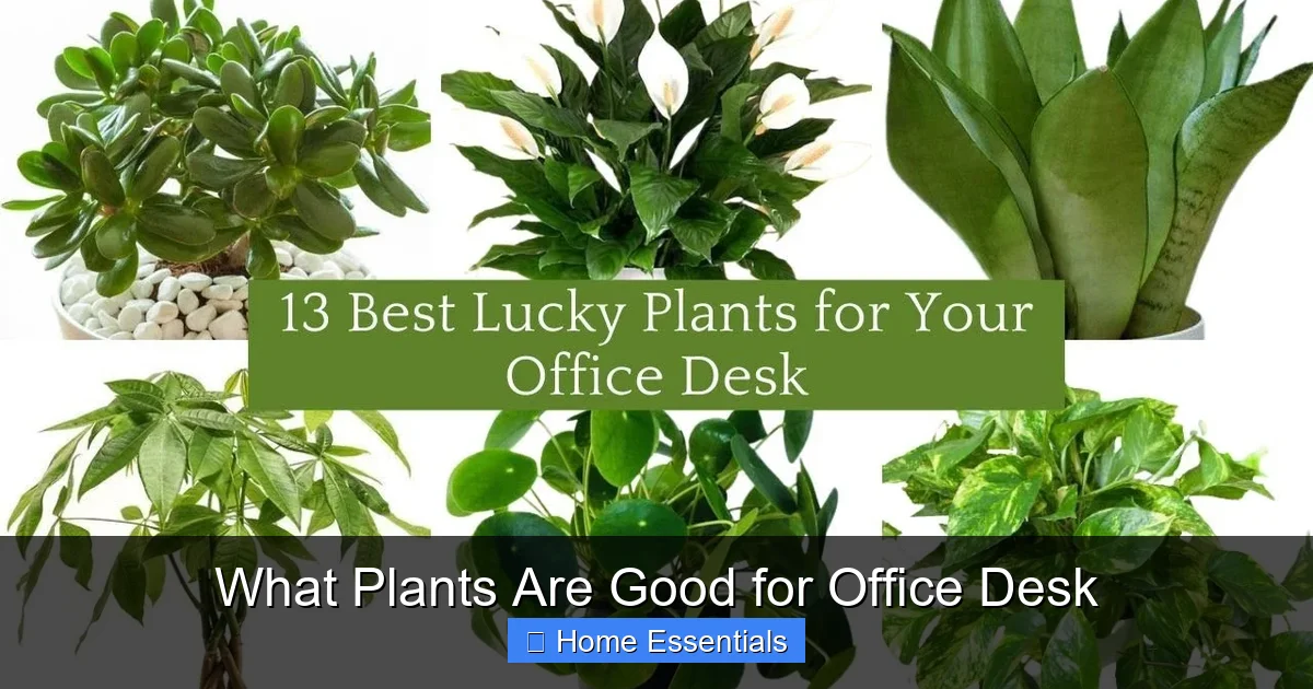 What Plants Are Good for Office Desk