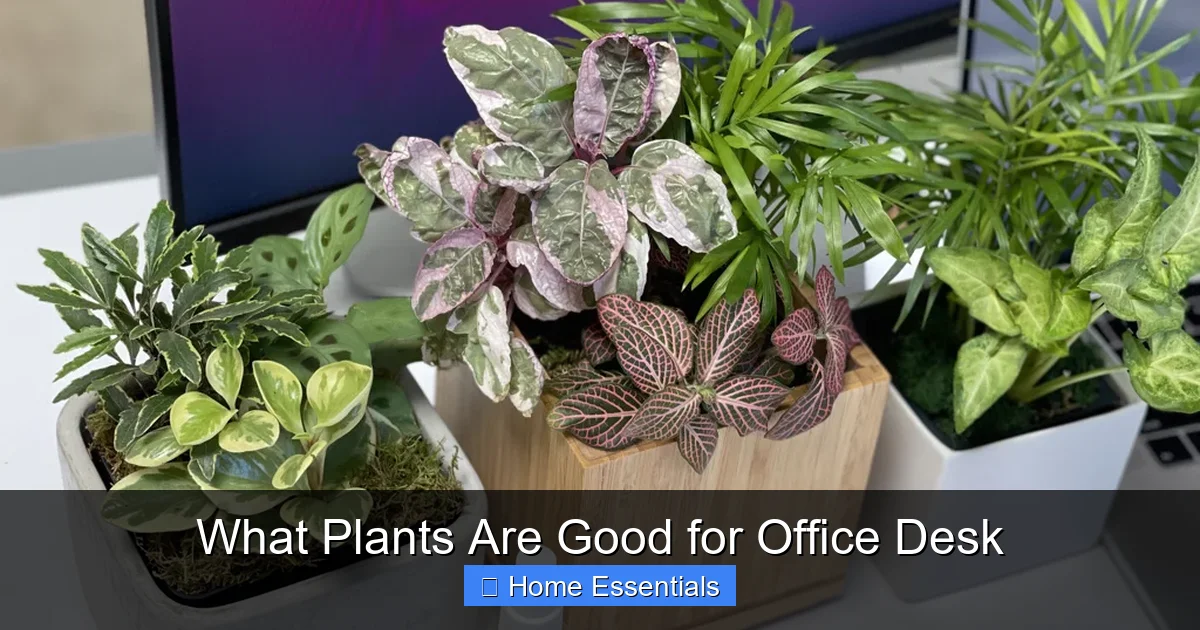 What Plants Are Good for Office Desk