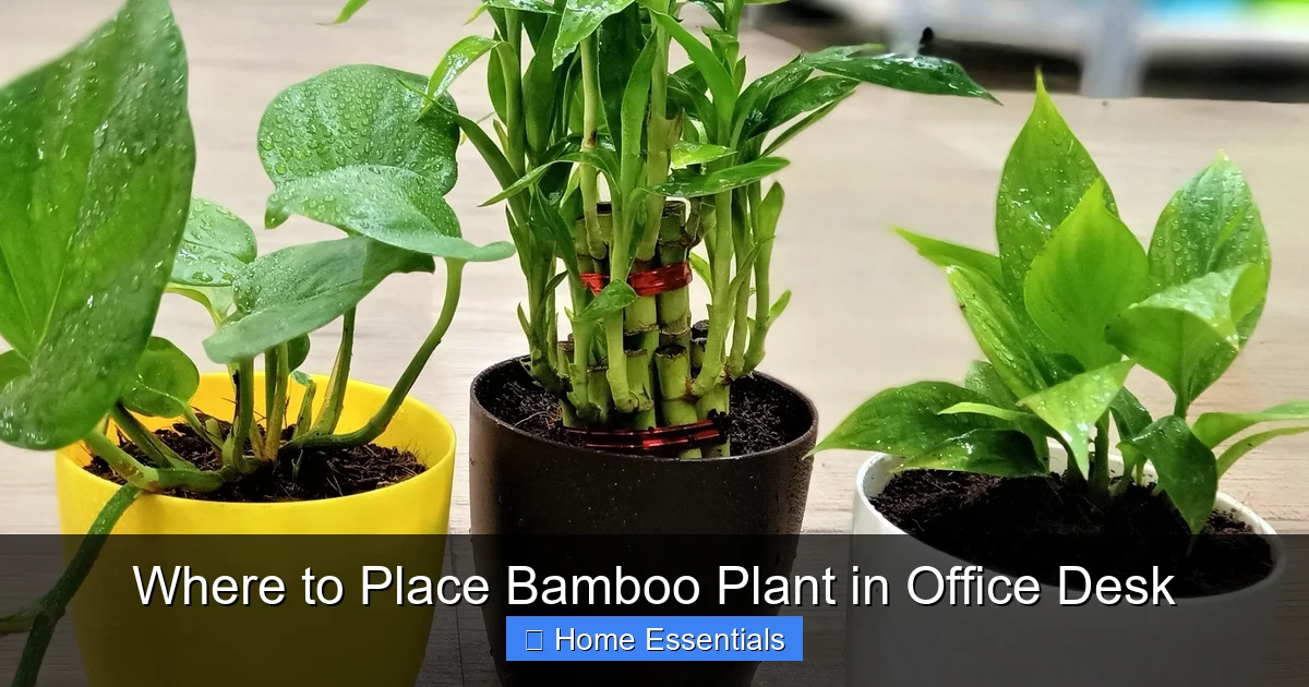 Where to Place Bamboo Plant in Office Desk