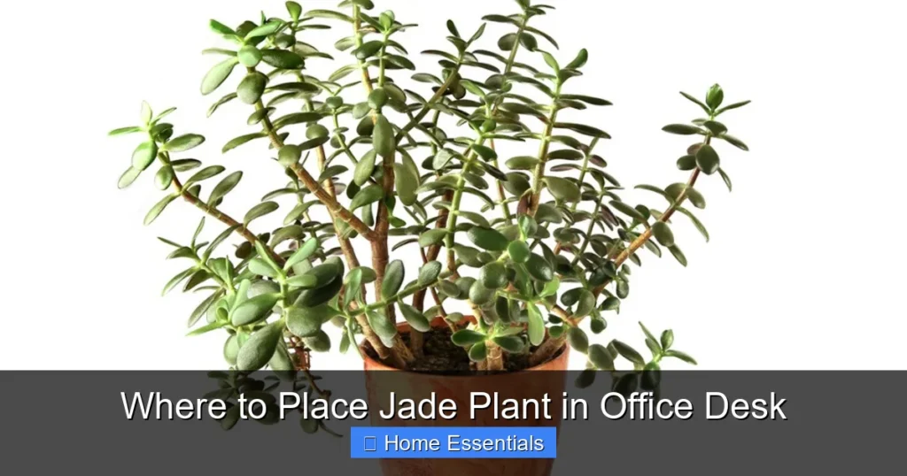 Where to Place Jade Plant in Office Desk
