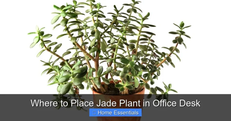 Where to Place Jade Plant in Office Desk
