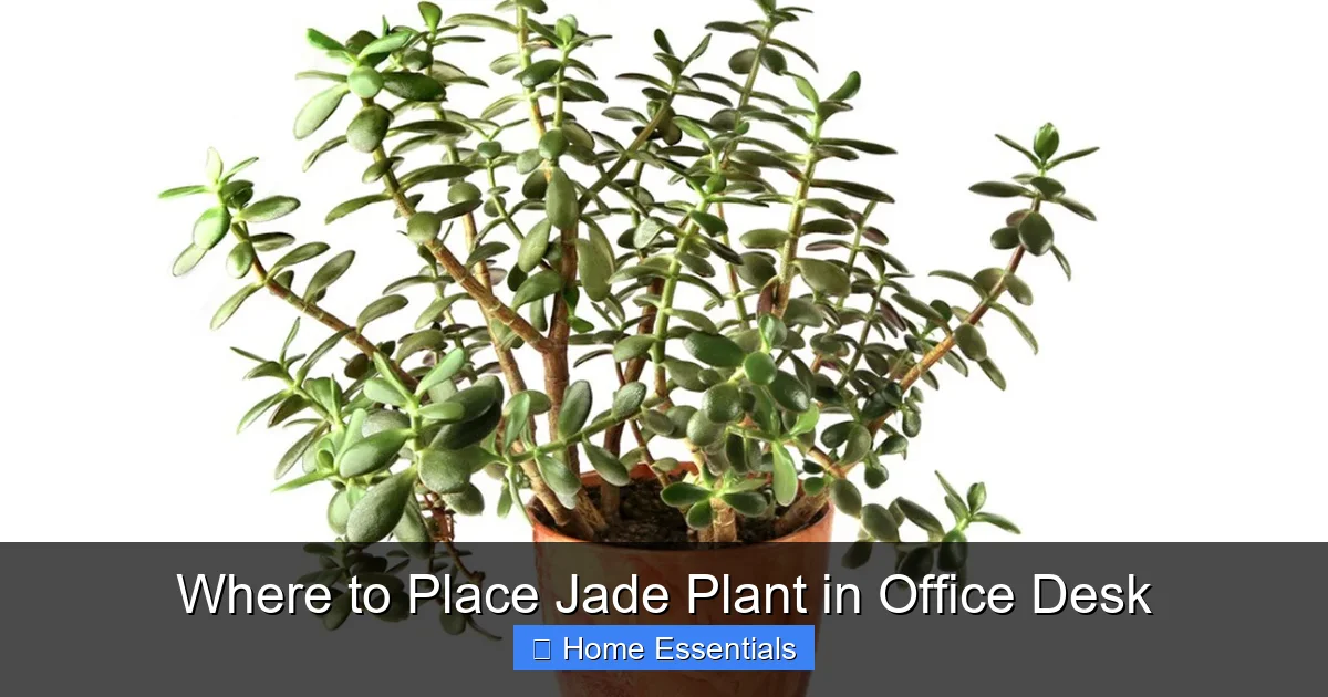 Where to Place Jade Plant in Office Desk