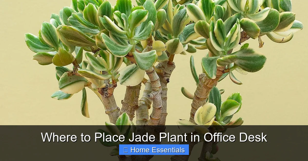 Where to Place Jade Plant in Office Desk