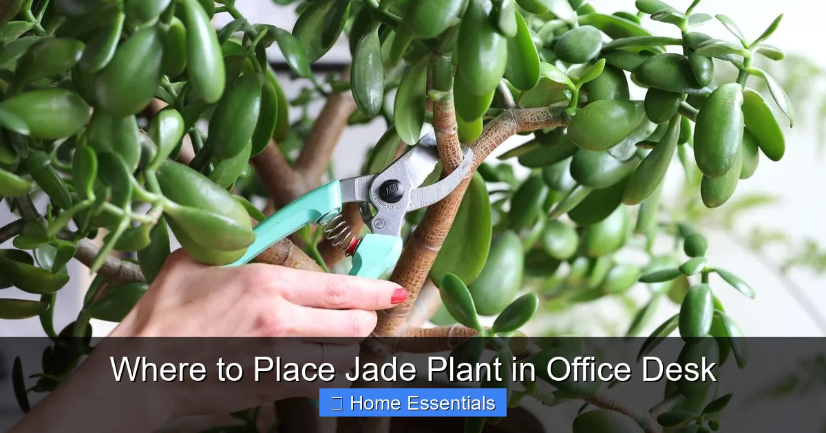Where to Place Jade Plant in Office Desk