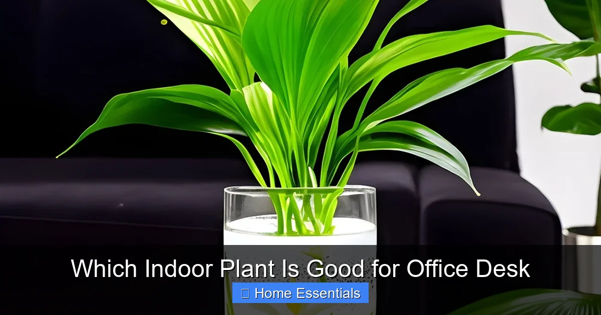 Which Indoor Plant Is Good for Office Desk