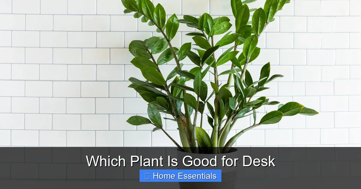 Which Plant Is Good for Desk