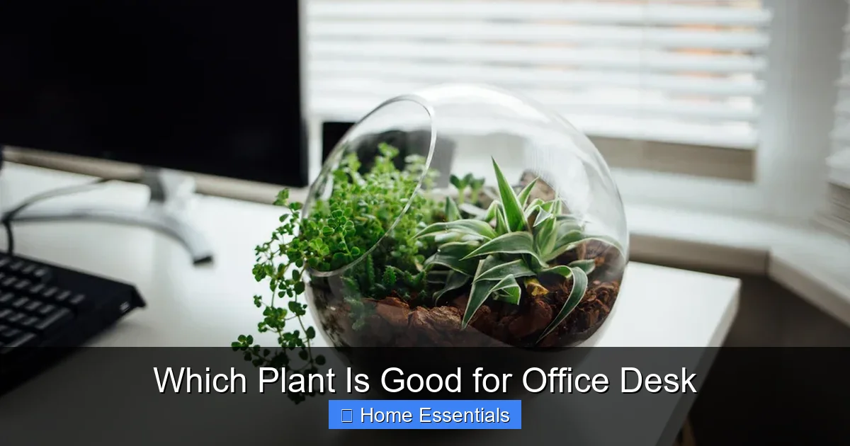 Which Plant Is Good for Office Desk