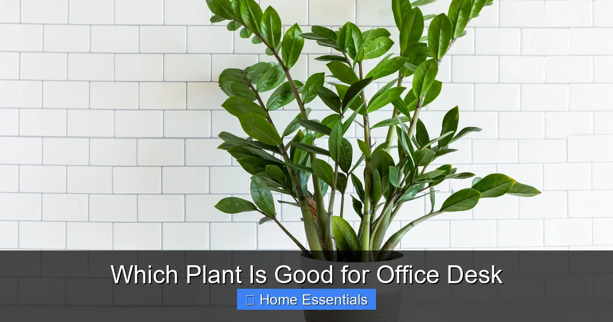 Which Plant Is Good for Office Desk