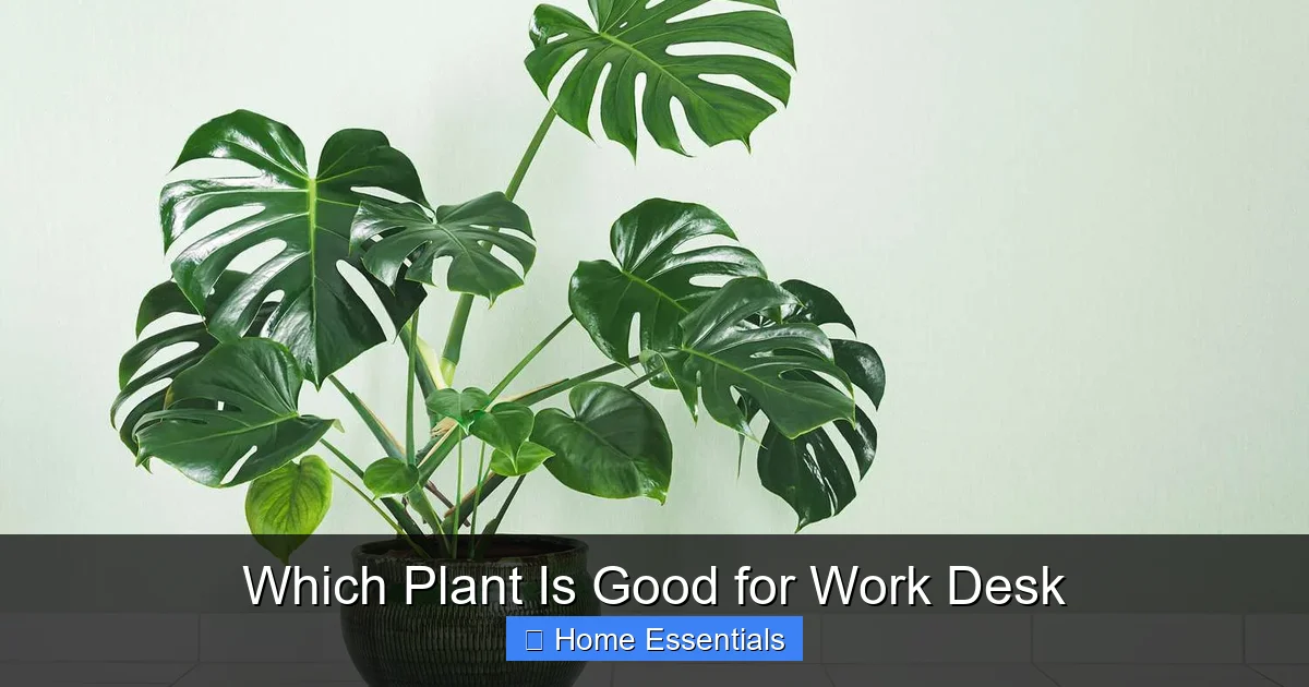 Which Plant Is Good for Work Desk