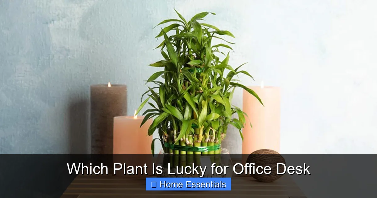 Which Plant Is Lucky for Office Desk
