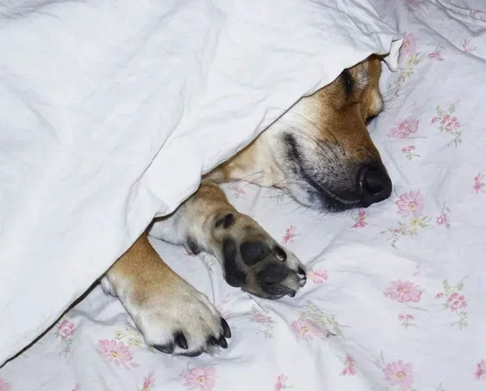Dog Cover Comparison Reveals the Best Options Available