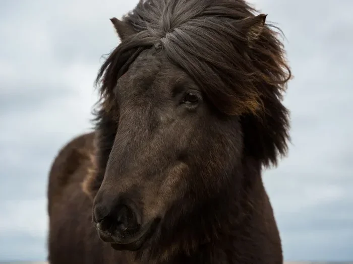 What Animal Is the Porsche Logo Based on a Stallion