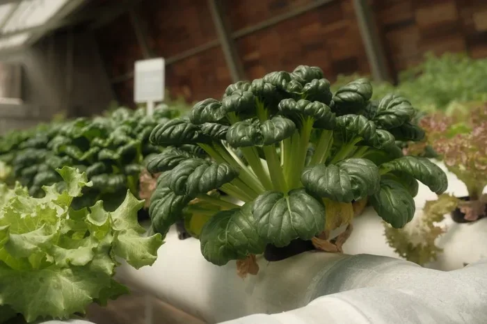 Rooftop Greenhouse Ideas for Growing Fresh Food at Home